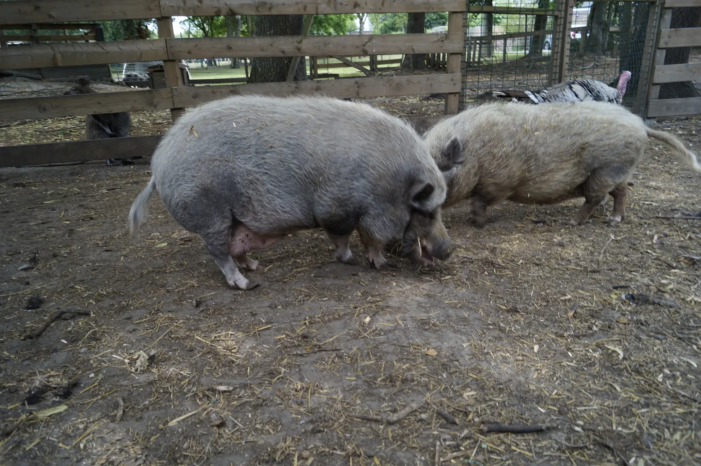 De grote varkens Pien en Lien