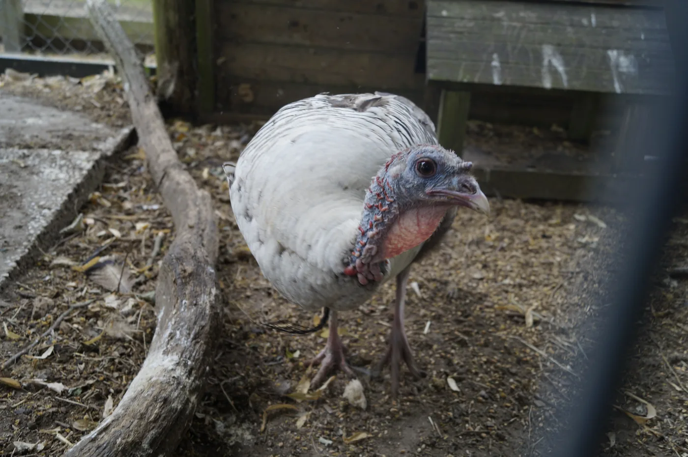 Kalkoen Pluim of Snater bij Kinderboerderij De Bokkesprong